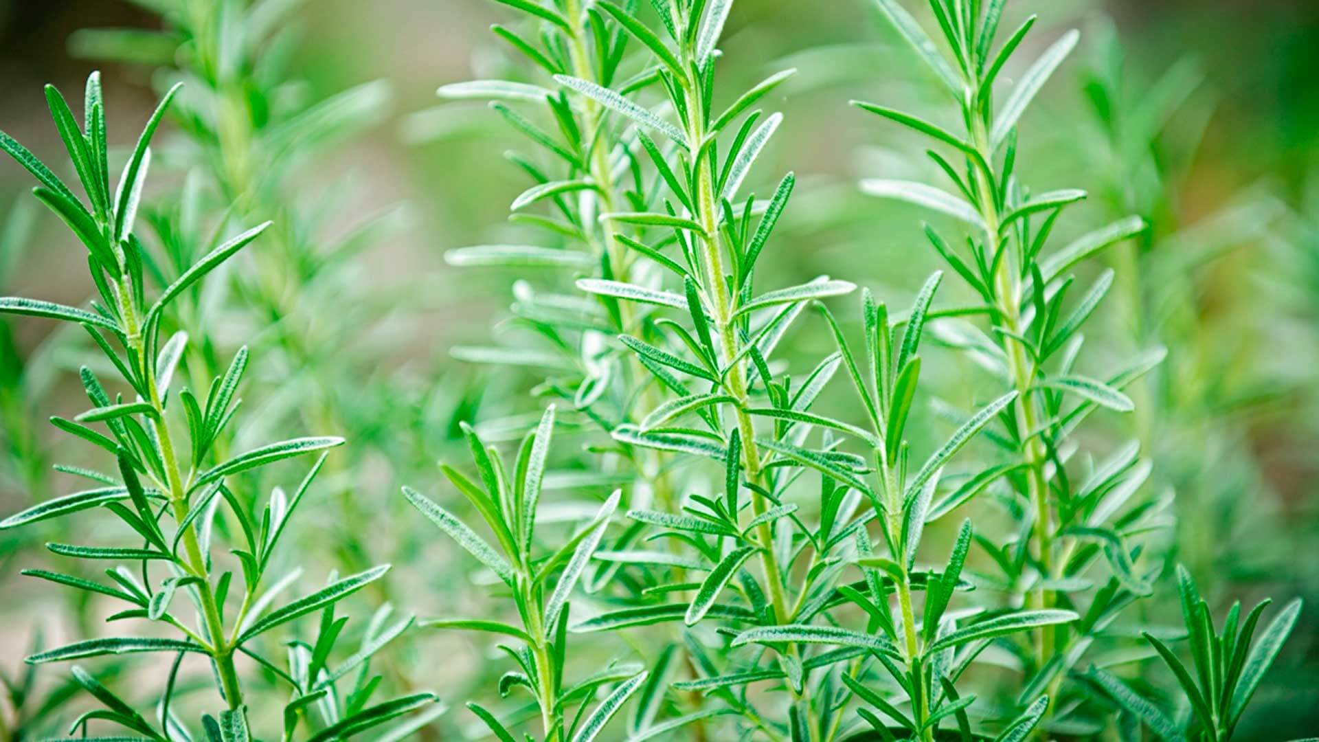 bg top curso exercicios fisicos e a suplementacao com plantas medicinais fonte promissora para a saude e o rendimento